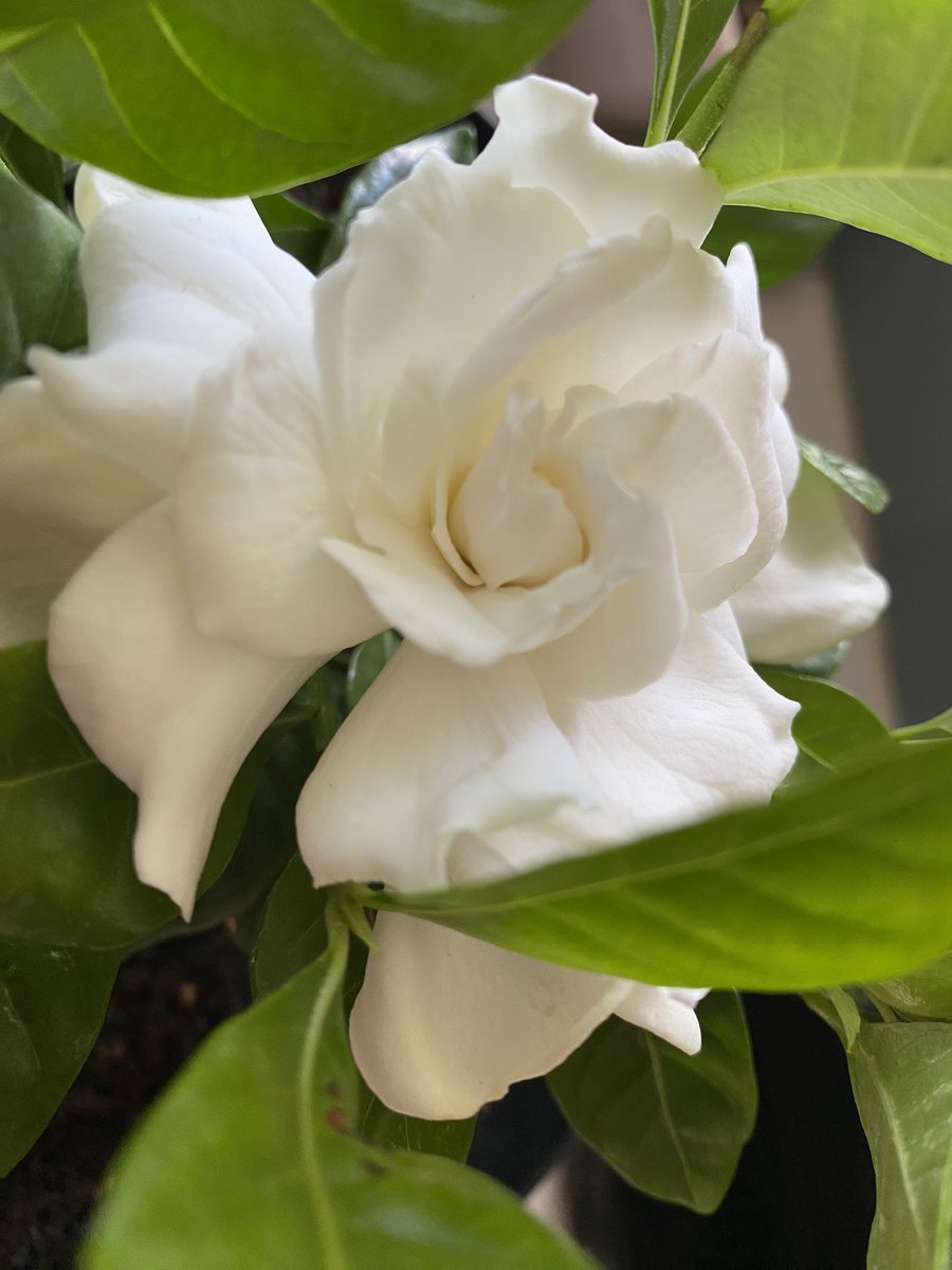 Happy Monday! Wish this was a #scratchandsniff #gardenia #myfav