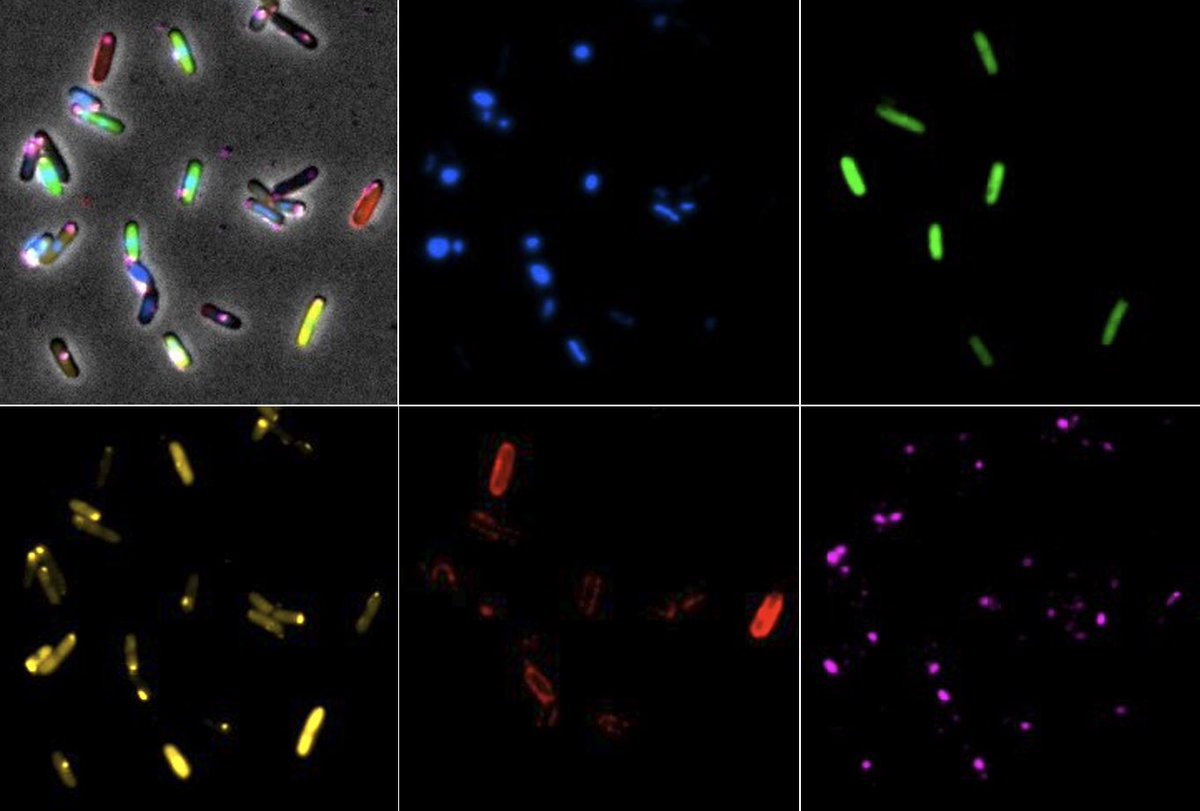 Brun Lab tweet media