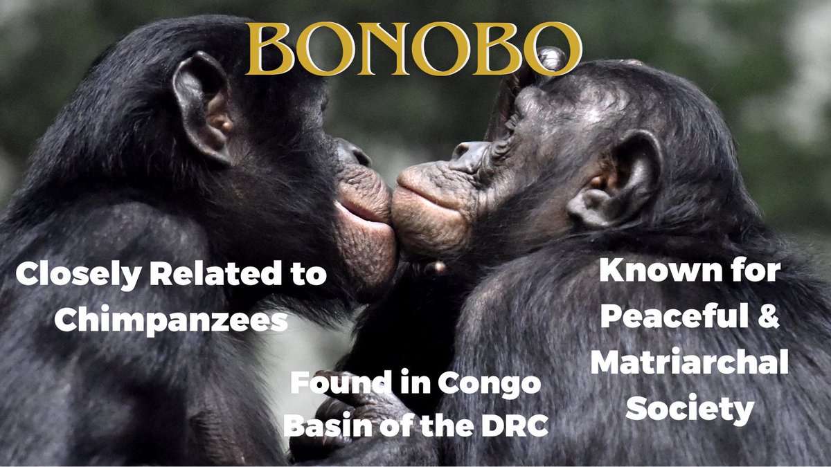 🌿Today we're highlighting BONOBOS! Originally referred to as the 'pygmy chimpanzee,' bonobos are closely related to chimpanzees and share many similar traits. However, they are distinct in their own right, known for their unique behaviors and social structure. Find out more⬇️