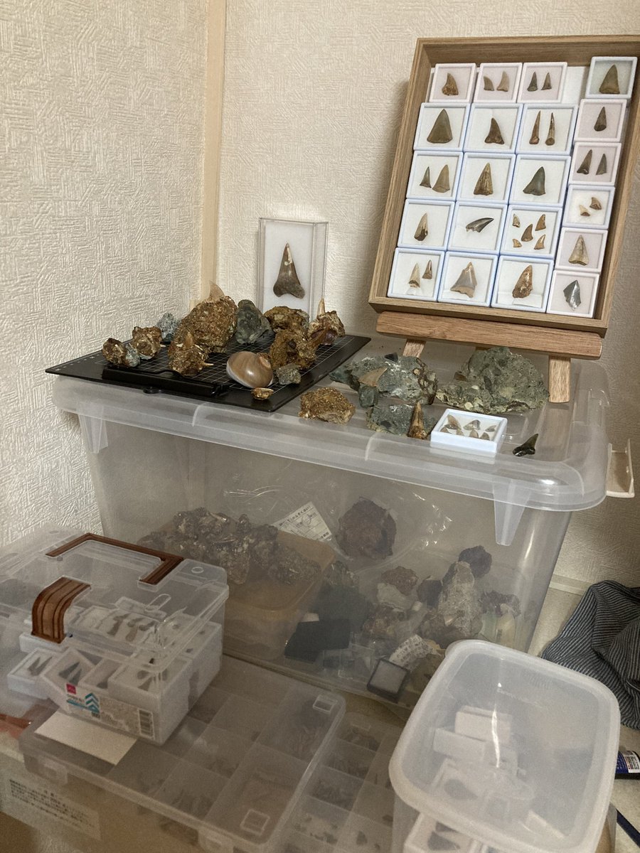 noamaru777's tweet photo. そろそろ1年が経つな。1年かけて集めた子達です。ちょっと購入品もあるけどね。
嫁には気持ち悪いと言われるけど、、、 https://t.co/r3rC0b6Fsw