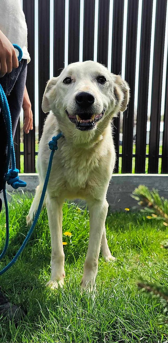 Please retweet to help Alaska find a home #LIVERPOOL #UK Who can offer this beautiful gentle dog and cat friendly girl her forever home ?🏡🐶 Alaska is a medium sized crossbreed around 10 years old who is looking for her forever home. Alaska is a delightful gentle dog, she is…