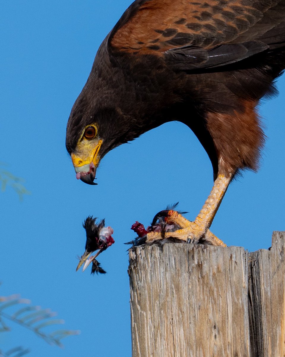 Apologies for the macabre image… Harris’s Hawk with what looks like a European Starling