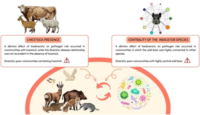 By combining the assessment of host community composition, apparent diversity, and species centrality with that of disease risk indicators, this study offers insight into the contentious diversity-disease relationship: rdcu.be/dG6ct