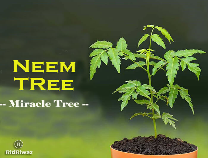 Significance of Neem Tree in Hinduism ritiriwaz.com/significance-o… #Neemtree #Neem #HinduMythology #Neemuses #Neembenefits #Azadirachtaindica #neemoil #antifungal #antiinflammatory #immunity #healthyimmunesystem #immunesupport #digestionsupport #nutrileague