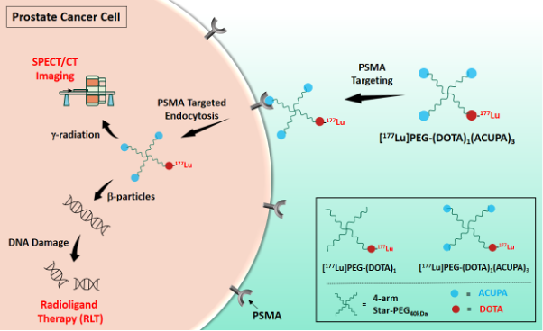 Congrats to @NiruMeher (now INSPIRE fellow @NIPERRaebareli) on his publication on the development of #PSMA targeted, 177Lu labeled nanopolymers for treatment of prostate cancer. #theranostics
onlinelibrary.wiley.com/doi/10.1002/ad…