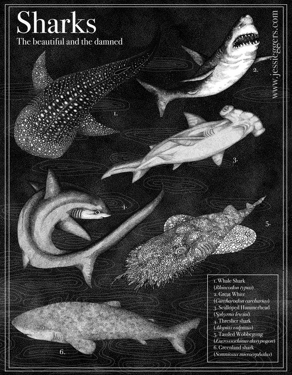 Know your sharks!
Sharks are crucial to ecosystems and have been around for about 400 million years. They are a very diverse group of fish, having adapted to almost any lifestyle, habitat and trophic level of oceanic animals.
.
#sciart #scicomm #sharks #marinebiology #fishytheme