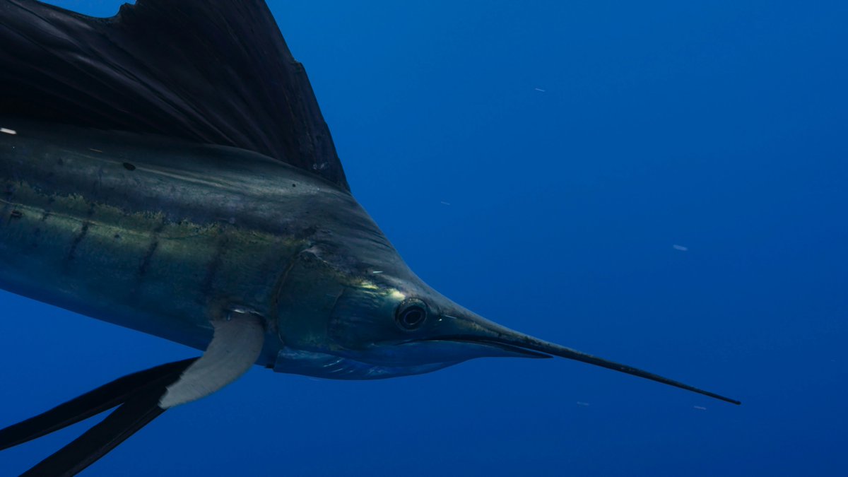 #DYK swordfish use their bills as swords? They slash their prey in order to slow them down enough for them to eat them! 📸Oleksandr Sushko