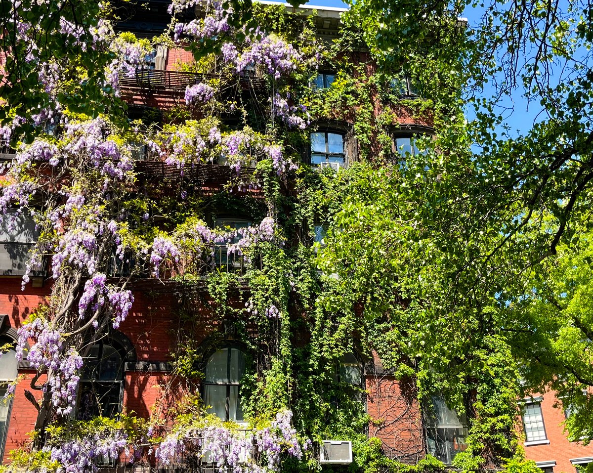 Wisteria blooming in the #EastVillage in #Manhattan 

@evgrieve #springinnyc #NY1pic #SecretNYC #XNatureCommunity #XNaturePhotography #NatureBeauty #NaturePhotography #naturelovers #SpringVibes #FlowerHunting #GardensHour #gardenersworld #Spring2024