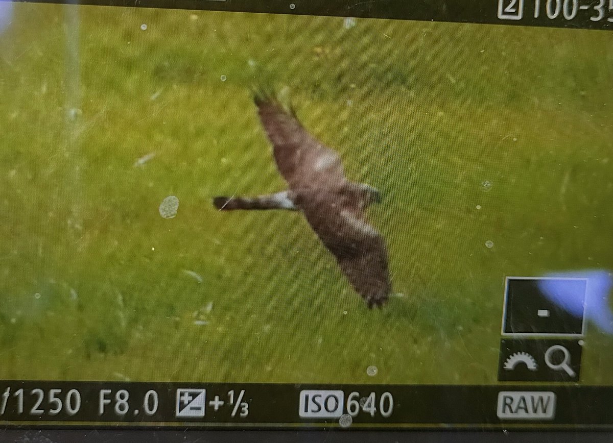 Pallid Harrier @CleeveCommon! Adrenaline rush on the family walk when @Gregmabbs shouted harrier as this bird was zooming over the field next to us! Some great views and Greg managed some pics as it chased skylarks. Better pics later and any comments on ID welcome 🙌 #Glosbirds.