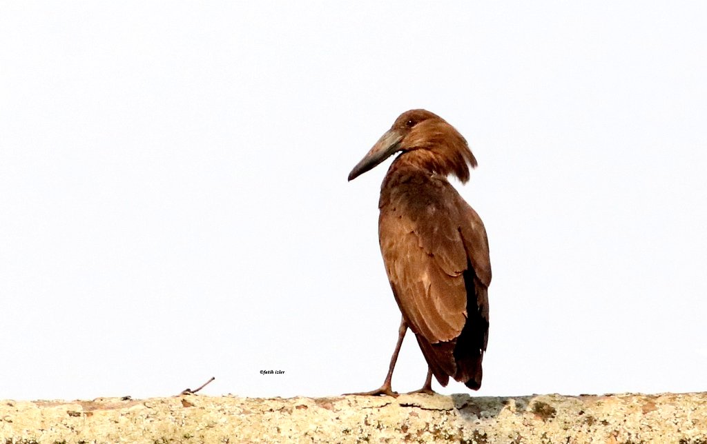 Çekiçkafa-Scopus umbretta-Hamerkop #bird #birds #birdphotography #birdwatching #nature #birding #Birdies #NaturePhotography #wildlife #wildlifephotography #kuşgözlem #hangitür #birdsofafrica #Uganda #Africa #hamerkop