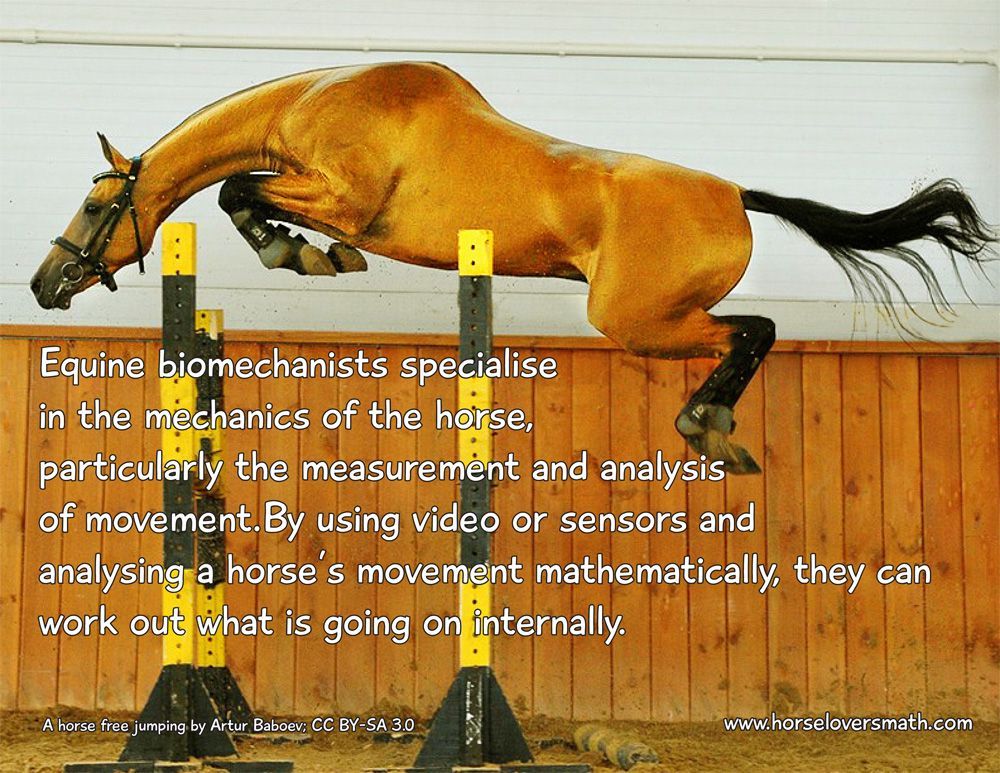 Let your child’s passion for horses motivate their learning. With Horse Lover’s Math kids learn about horses through the lens of science and #math. buff.ly/3OuYCn9 #horses #homeschool #unschool #STEM #ponyhour #horseaddict #horsegirl