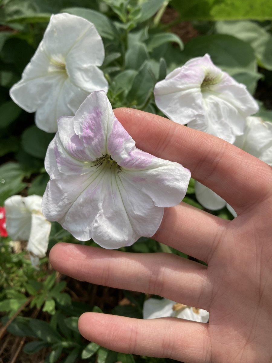 Look what I found outside! Catharanthus! I also found this white flower petunia and is slowing developing purple pigmentation.