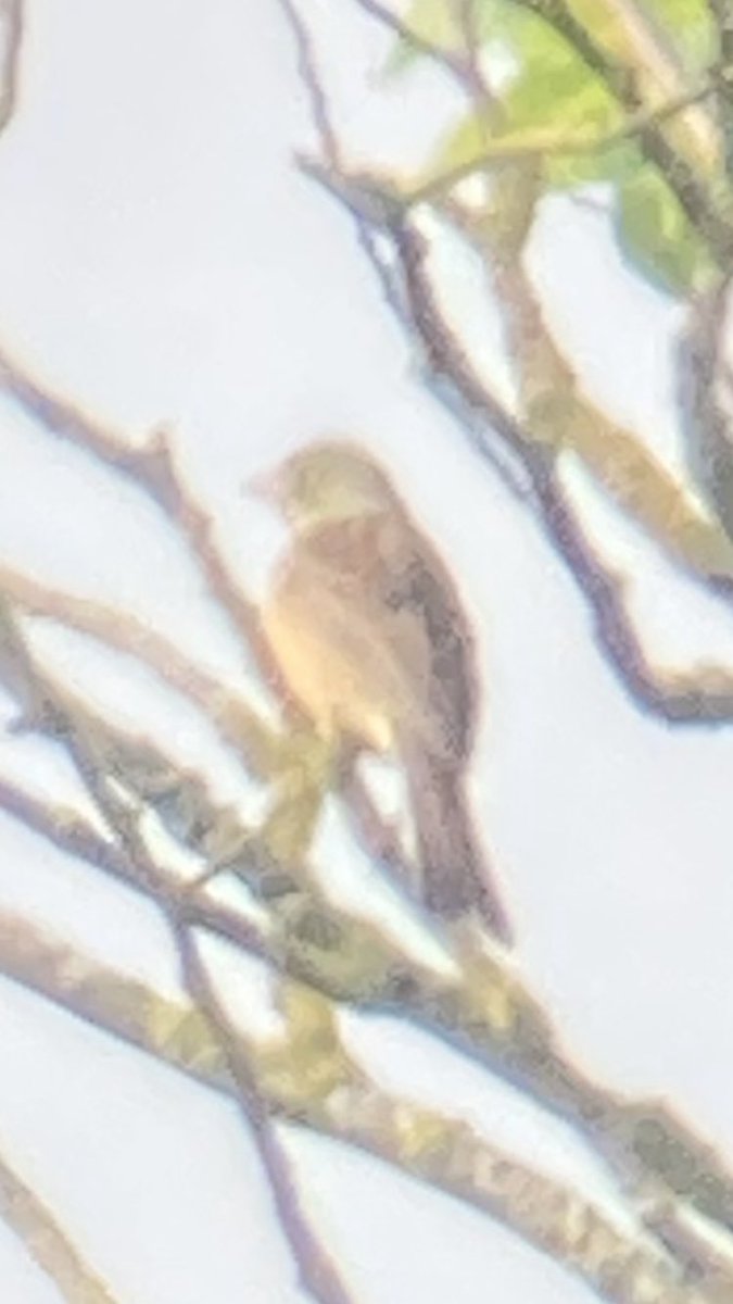 Not brilliant but you get the idea. Ortolan Bunting at Hornsea Mere