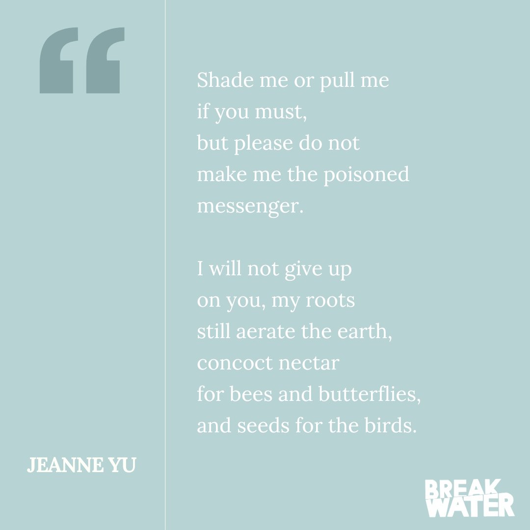 Issue 35 highlight from “Dandelion,” a poem by Jeanne Yu✨

Read the full piece and the rest of the issue: breakwaterreview.com/dandelion