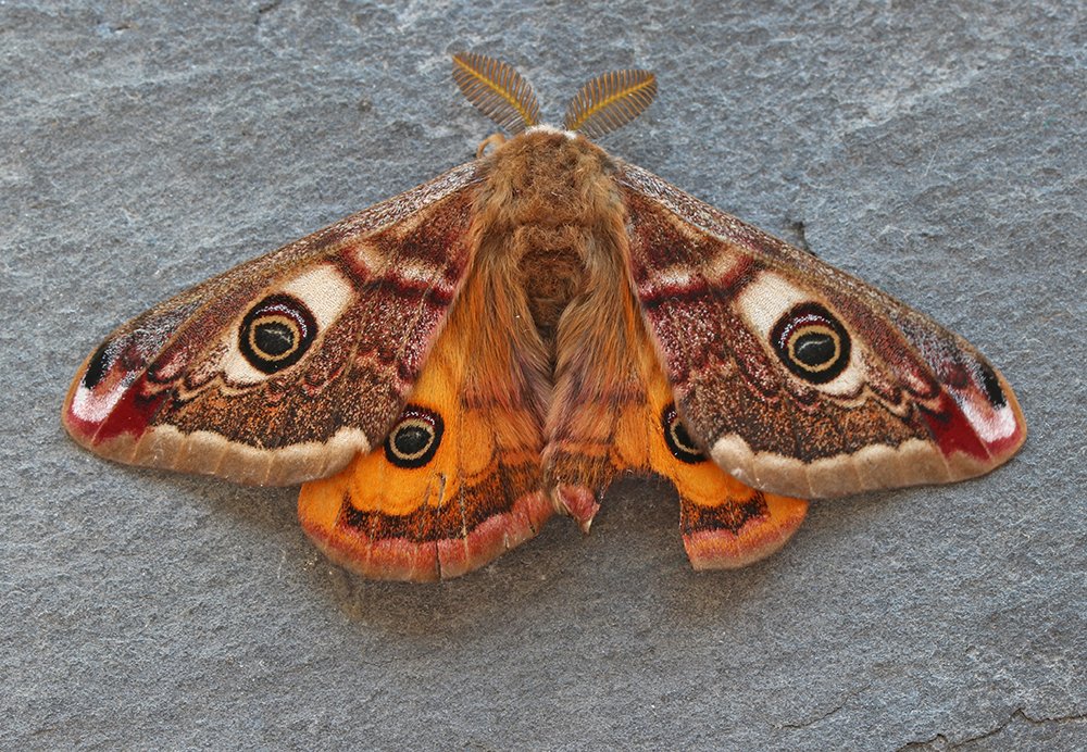 2 x Emperor Moth to the EMP lure this afternoon in St Mellion. The first arrived within 5 minutes of putting out the lure, at 16:00, and the second at 16:15. The first one shot off as soon as it realised it had been duped. The second I managed to net, photograph & quickly release