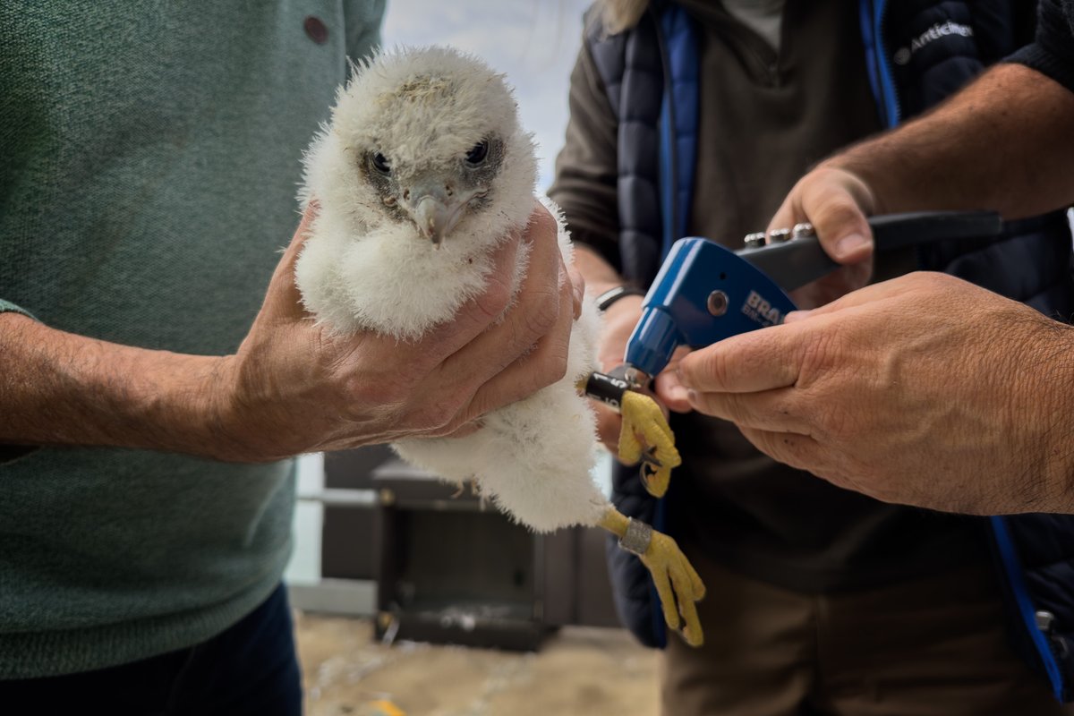 🐣 Nacen polluelos de halcón peregrino en el #PortTarragona por segundo año consecutivo.

👉 El pasado martes 30 de abril se llevó a cabo el anillamiento de 4 piojos nacidos este año en el Moll de Reus.

@PortTarragona #Tarragona