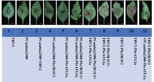 Transcription factors Pbr3RAV2 and PbrTTG1 regulate pear resistance to Botryosphaeria dothidea via the autophagy pathway (Xun Sun, Fei Wang, Yun Wang, Ye Zhang, Yue Zhang, Yuting Liu, Xiaolei Sun, Kaijie Qi, Zhihua Xie, Shaoling Zhang) buff.ly/3Us3z3j