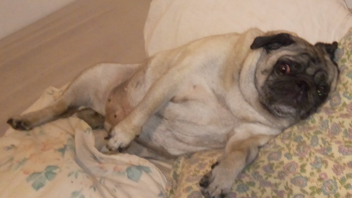 David Lefebvre tweet media