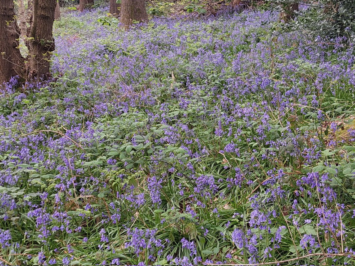 I ❤️ bluebell season in Sheffield's #ancientwoodlands x