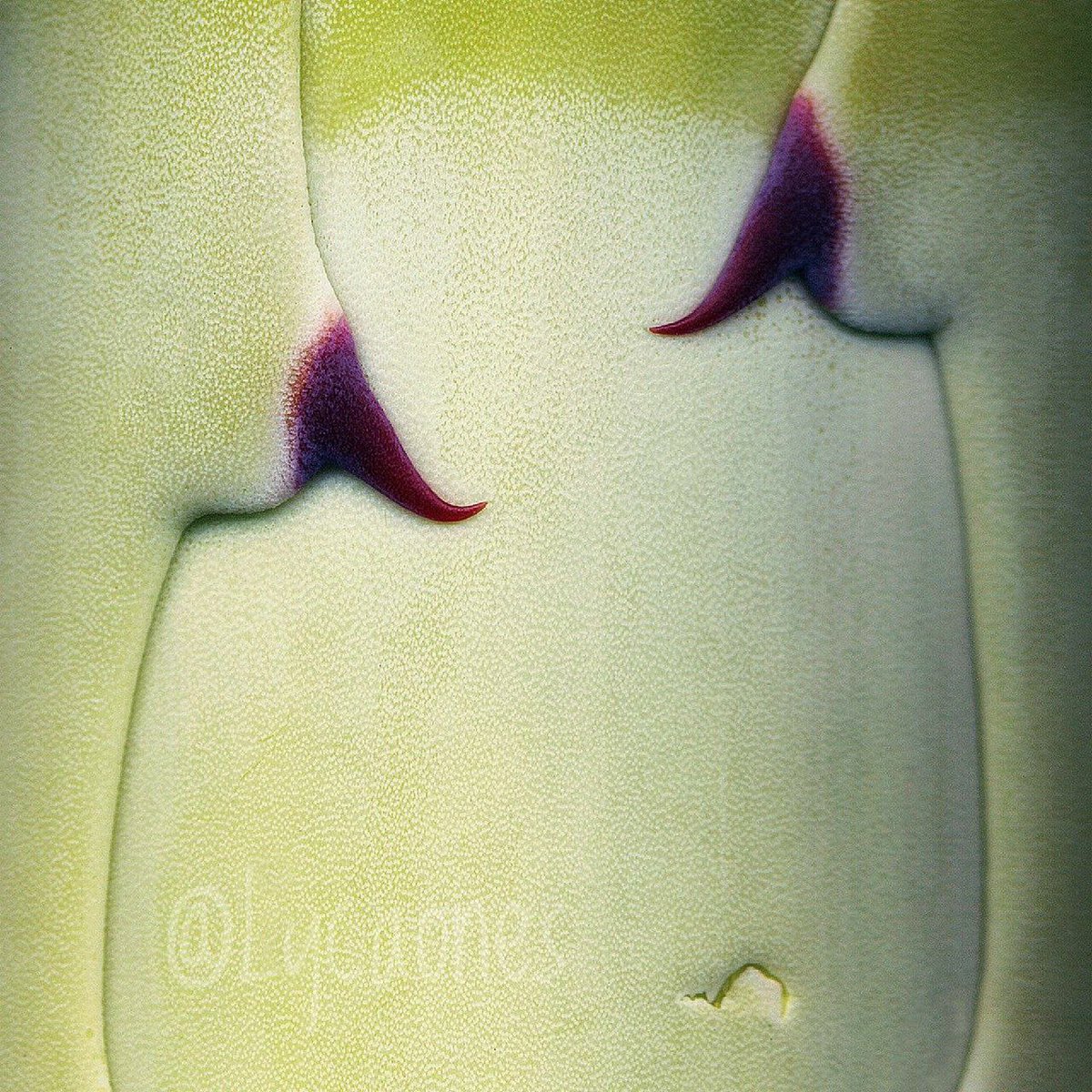 En #náhuatl, ‘Mechichihual’ son las «espinas del maguey», pero literalmente son «las ubres (las chichis) del maguey».