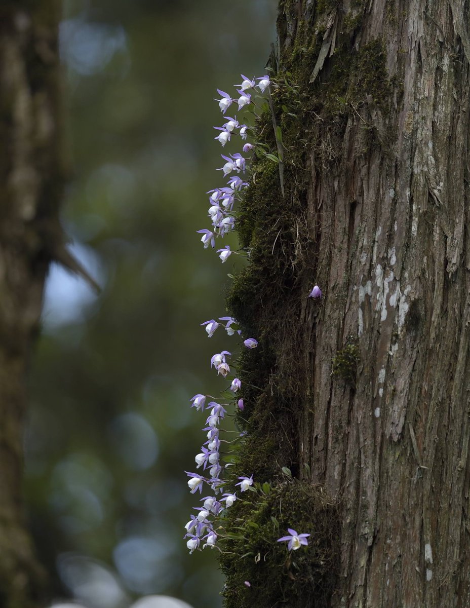 Pleione hookeriana (Lindl.) Rollisson - My all-time favourite habitat!
@InsideNatGeo 
#PuspaMrga
#NareshSwamiInTheField
#MissionLoftyMountainsByNareshSwami
#136YearsOfNGS
#OrchidsOfEasternHimalayaByNareshSwami
#NatGeoExplorer
#ExplorerMindset