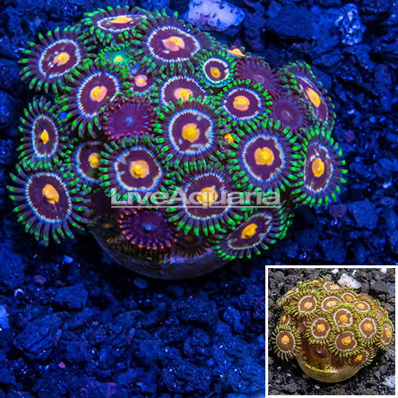Exclusive preview of fresh arrivals at Diver's Den WYSIWYG Store, debuting today at 5pm CST!
👉bit.ly/44vmbE2
#diversden #liveaquaria #wysiwyg #saltwateraquarium