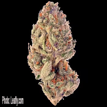 PotCultureMag's tweet photo. #StrainProfile: Energize your Monday with Tropicana Cookies! 🍊 Sweet citrusy vibes and a mild 16% THC make it perfect for boosting focus and lifting spirits. Dive into productivity with a smile! #PotCultureMagazine #StonerFam #CannabisCommunity #CannabisCulture https://t.co/h8vjUDGQju
