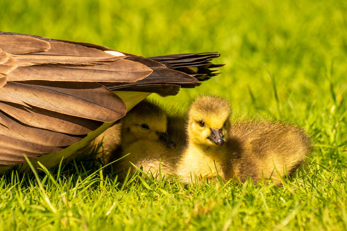 Nothing says comfort like cosying up under mum's wings! Human or duck, we all love that feeling of home. 🏡❤️ 📸Lesley Marshall 📍Bushy Park!