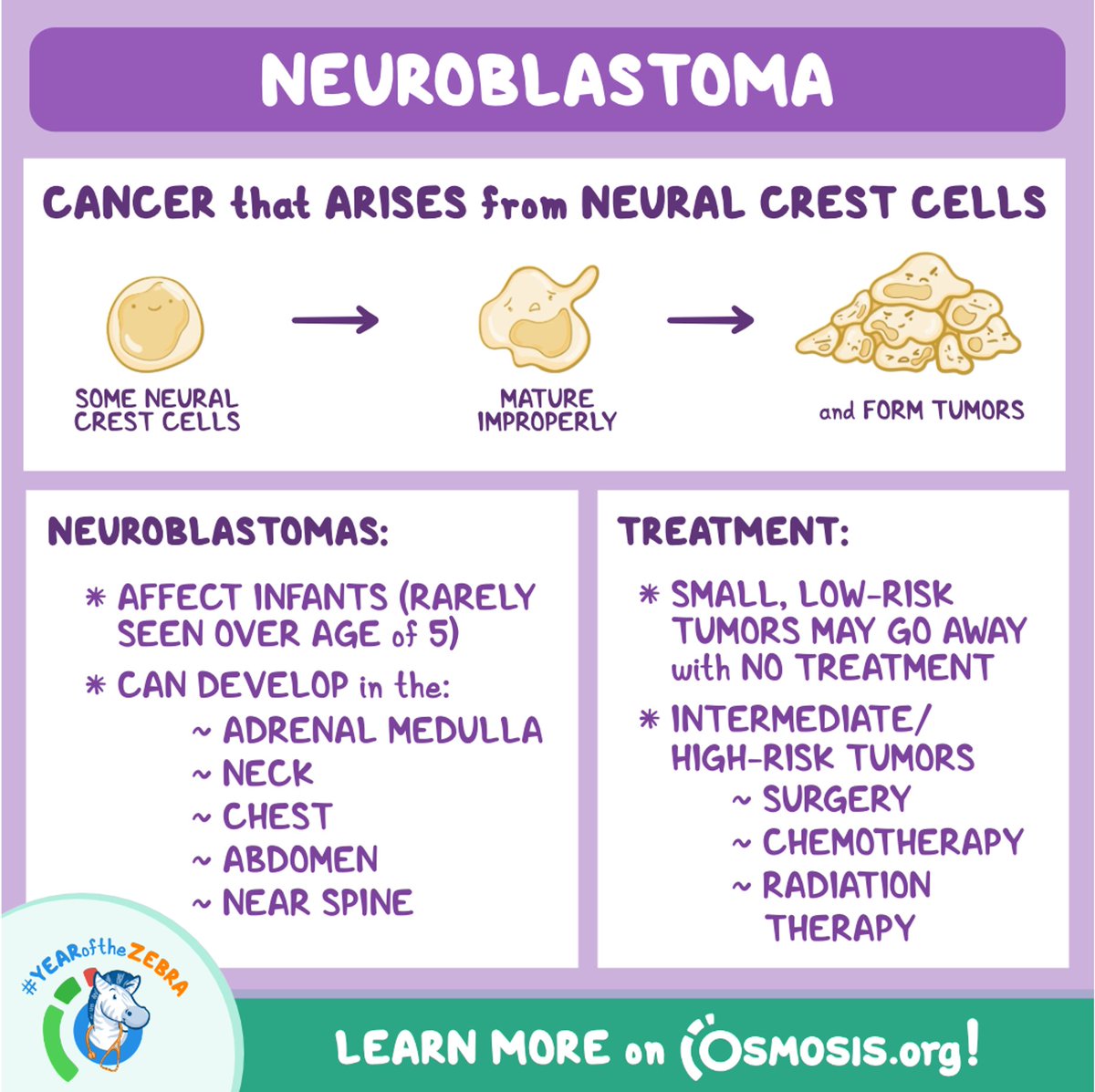 Today's Pathology Review is about #neuroblastoma, a type of #cancer that arises from neural crest cells, which are in the development of the #NervousSystem.

Learn more: osms.it/path-neuroblas…
#LearnByOsmosis