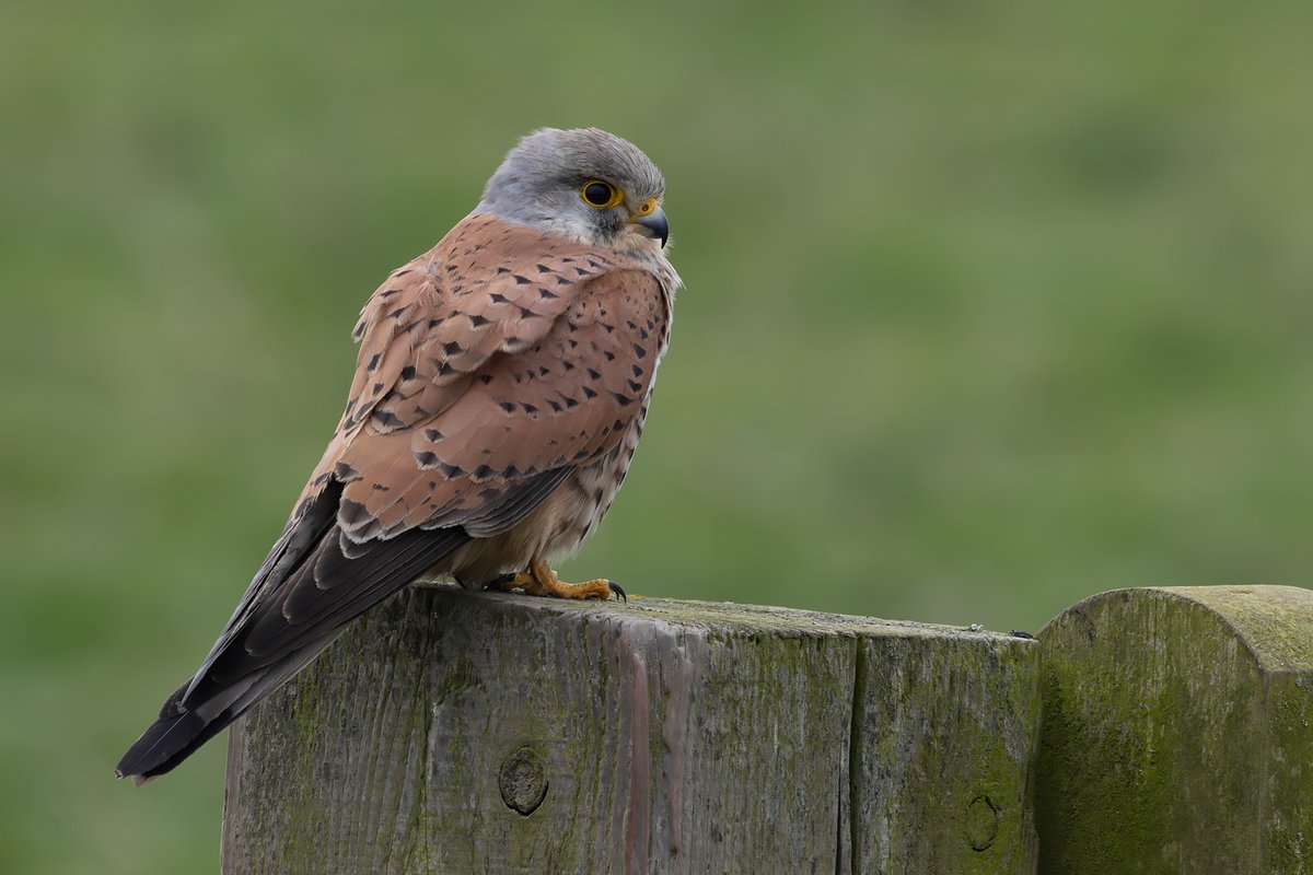 Kestrel on Seaton Common over the weekend