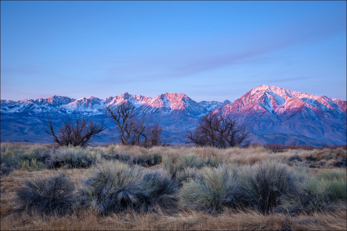 Sage, Cottonwoods, and the Sierra Nevada Mountains at sunrise; near Bishop, California.  #NationalPhotographyMonth #MountainMonday
