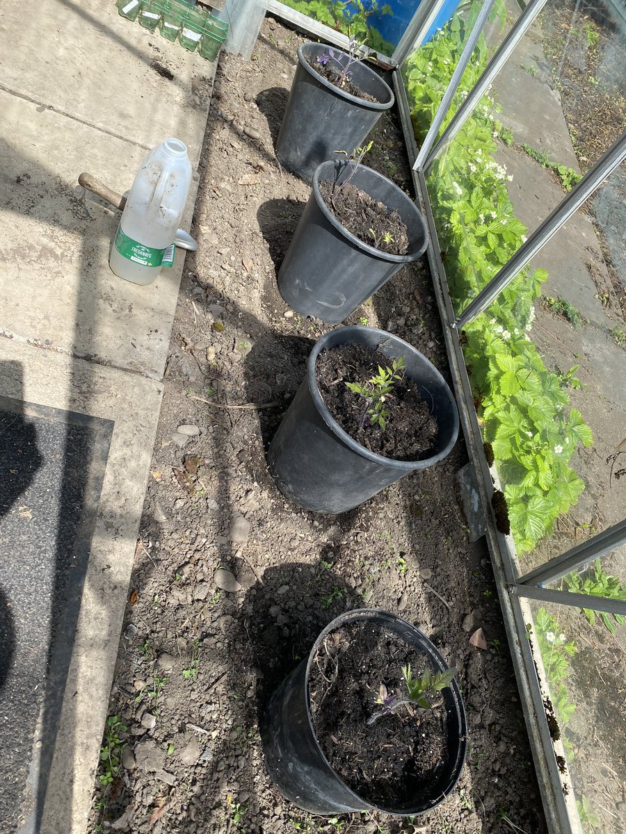 Weather is finally nice so spending some time in the garden during the long weekend; new tomato plants, rhubarb and replanting chestnut tree.