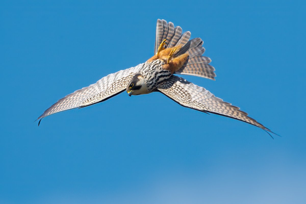 The Hobbies are back! 🌍🐦 #LoveNature #LoveWildlife

Travelling from sun-Saharan Africa,  these migratory birds of prey spend the summer breeding in the UK. Have you spotted one this year? 👀 

🌞🐞 They are often seen on warm days hunting over water, catching prey on the wing