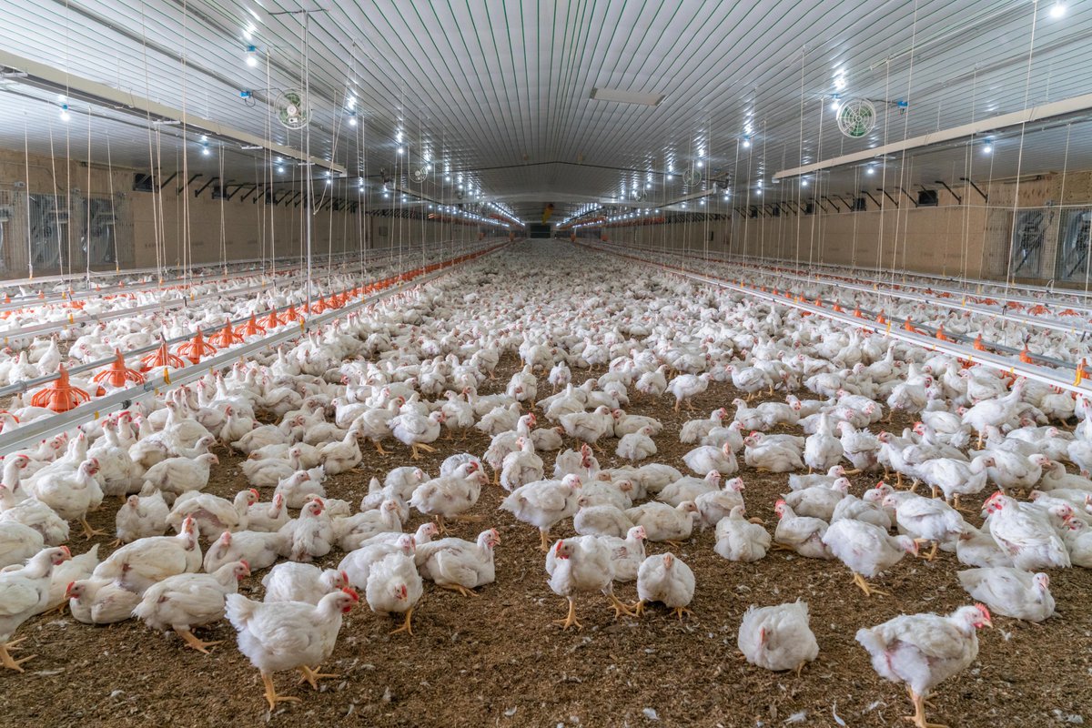 Feed groups, NCC, push back on purported link between feeding poultry litter to cattle and the spread of HPAI to dairy cows: 
nccwashingtonreport.com/2024/05/03/fee… @FeedFolks @chickencouncil #H5N1 #BirdFlu #HPAI #AvianInfluenza