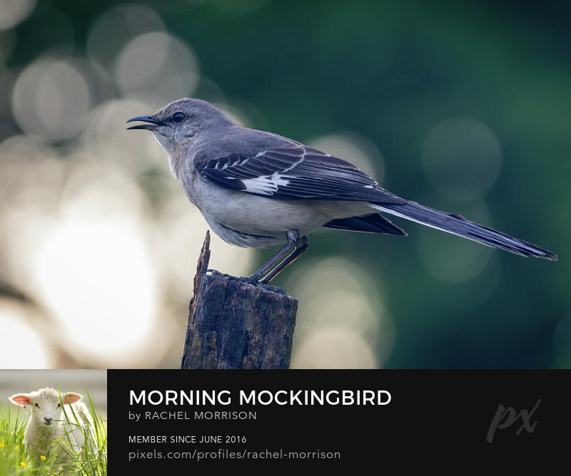 Morning Mockingbird rachelsfineartphotography.com/featured/morni… #Virginia #nature #photography #spring #ColonialWilliamsburg #birds #song