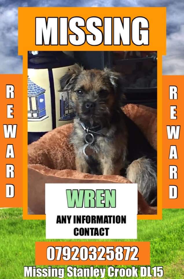 5 years ago today WREN vanished 💔 She was only a young dog at the time. No sign, no information. Where is Wren? Last seen 6 May 2019 in Francis street Stanley Crook #CountyDurham #DL15 #BTPosse