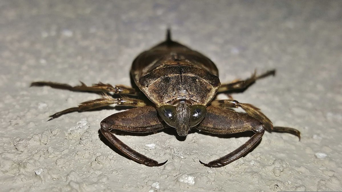 SABE QUE HORAS SÃO SEU ARROMBADO?

 É HORA DA BIOLOGIA CARALHO!!

você tem medo de barata?  aquele bicho todo marrom e cascudo tipo o pé sujo do teu pai? bom, se ferrou, porque olha pra essa porra