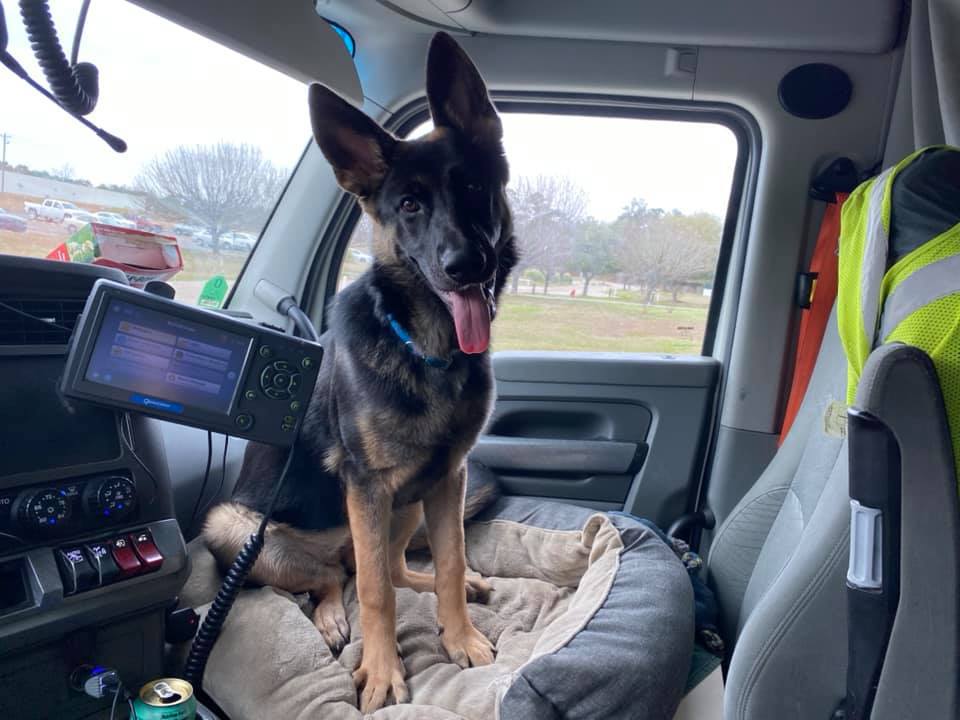 It's #PetAppreciationWeek 🐶

AT CFI, our professional drivers can take on the open road with their four-legged co-pilots. We appreciate the pets who make our lives happier and healthier!

Do you drive with a furry companion? Share a photo of your pet enjoying life on the road.