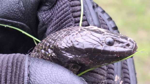 Stinkende Mexicaanse slang gevonden in grasveldje Hoogvliet - dehavenloods.nl/l/52936