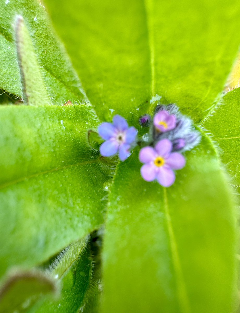 Does anyone know what these are please? They’re so tiny and perfect! I spotted them whilst tidying up a flowerbed yesterday 🩷💜
#GardingTwitter #gardening #garden #flowers #nature