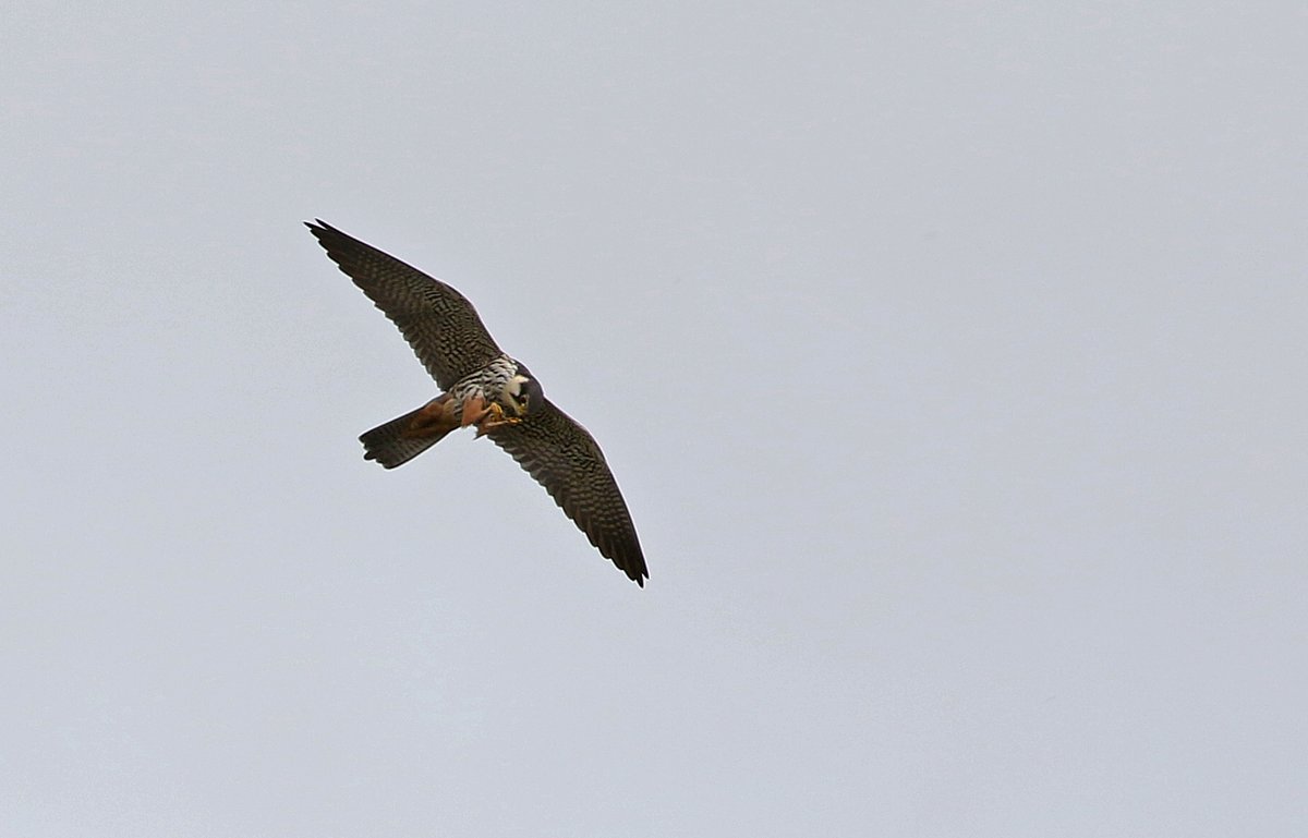 Hobby 1 of 2-Fishlake Meadows, for many years I studied Hobby's under schedule 1 licence, mainly pylon nester's but sometimes in trees, always a GR8 bird to be able to see hawking & feeding on the wing, a true hi-light of the British summer even when the weather isn't.