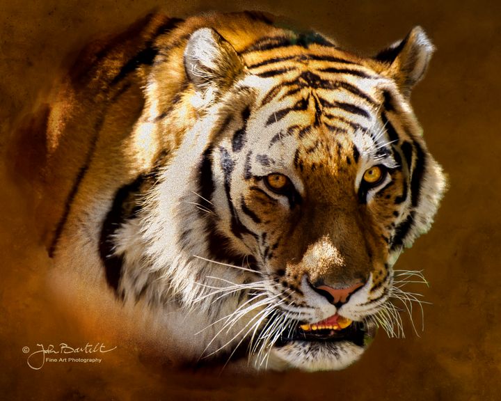 Art of the Day: 'Siberian Tiger Portrait'. Buy at: ArtPal.com/jbartelt?i=105…