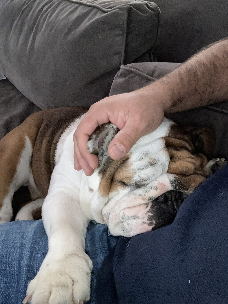 Miss English Toffee arrived with her name and it stuck. Tessa rescued her from an evil place and then they were inseparable, they shared so much love. Her sleepy, unbothered temperament fit perfectly with the chaos of toddlerhood. We'll miss you Toffster, you're a good dog 😭