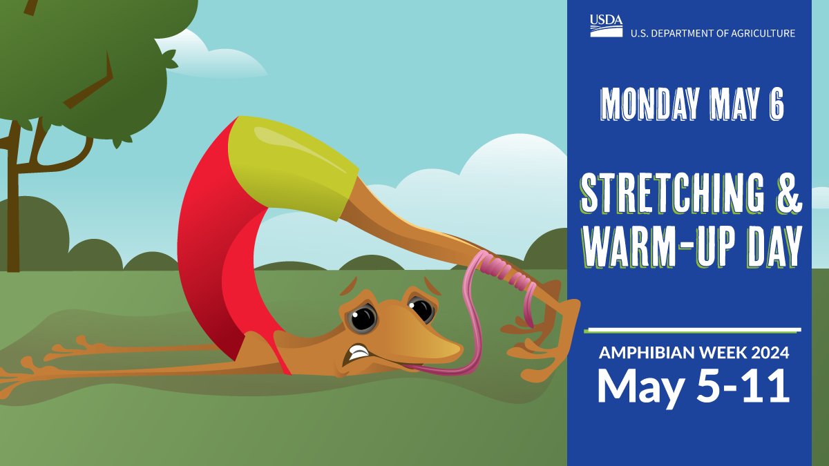 Come stretch into #AmphibianWeek with us! A proper warm-up and lots of training are key to success for both human and amphibian athletes! Get ready to cheer for the unique characteristics every species brings to the games and their habitats! bit.ly/4baUnqQ