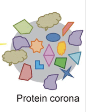 January 15, 2020...

How Corona Formation Impacts Nanomaterials as Drug Carriers

pubs.acs.org/doi/10.1021/ac…