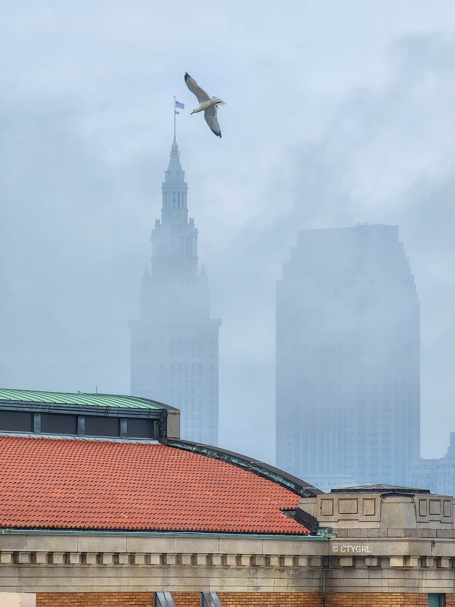 From yesterday. The seagull was a paid actor lol #Cleveland