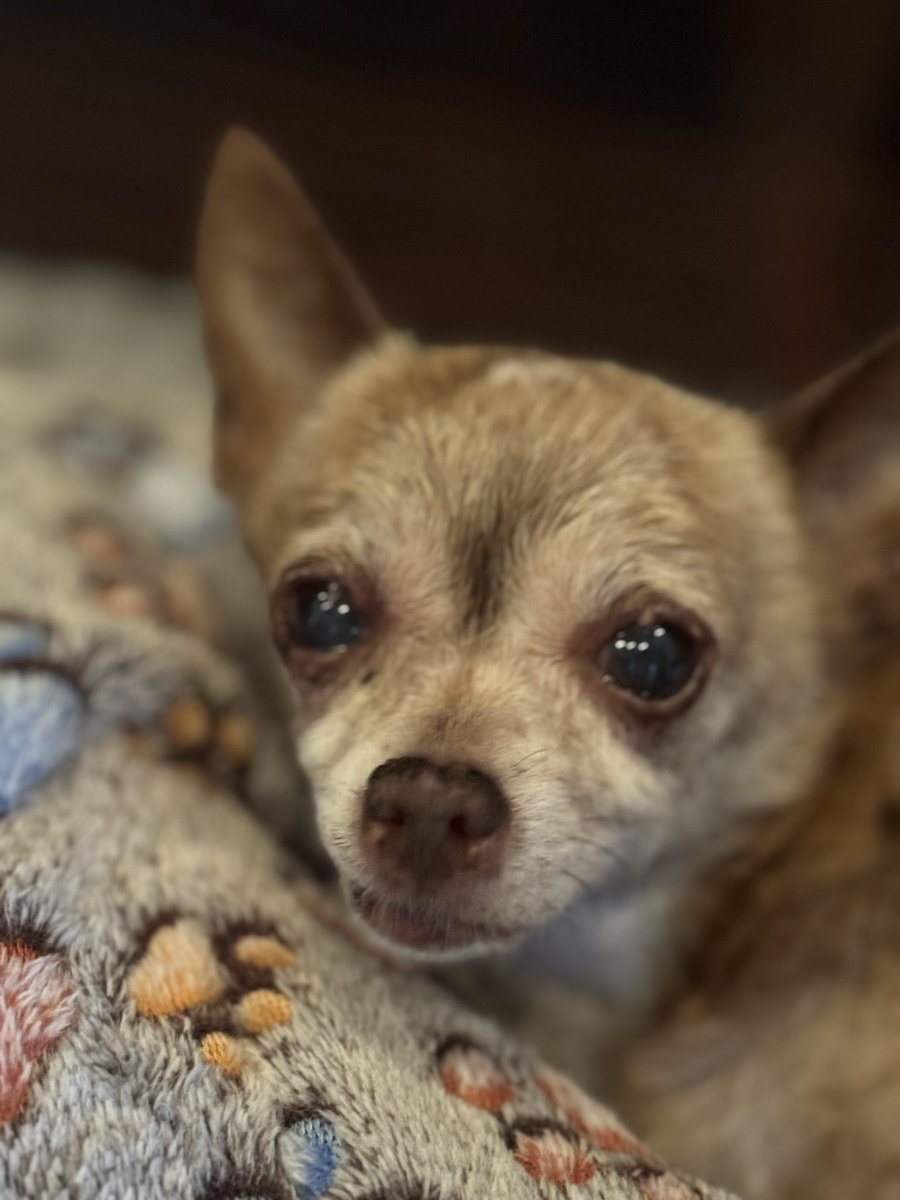 We lost our sweet chihuahua Lola yesterday to congestive heart failure. She was a tiny little love bug. We had the pleasure of her company for 13 years. We are down to only one, her brother Chico. We are going to miss her so much.  💔