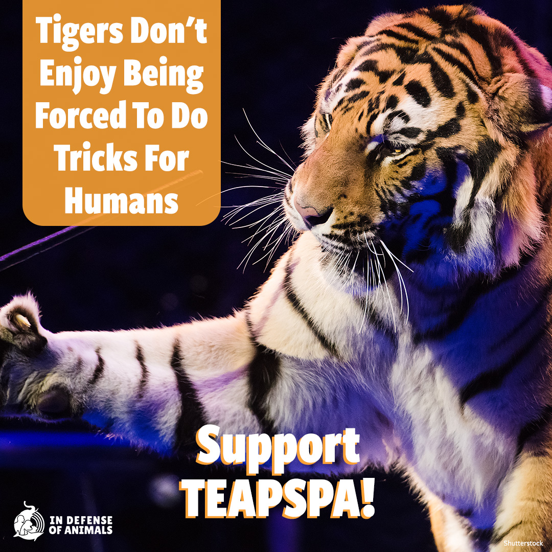 As introduced before, the Traveling Exotic Animal & Public Safety Protection Act (#TEAPSPA) would amend the AWA to ban traveling circuses & exhibitions from keeping many wild & exotic animals, including big cats & elephant. Take action: bit.ly/49ZLJug