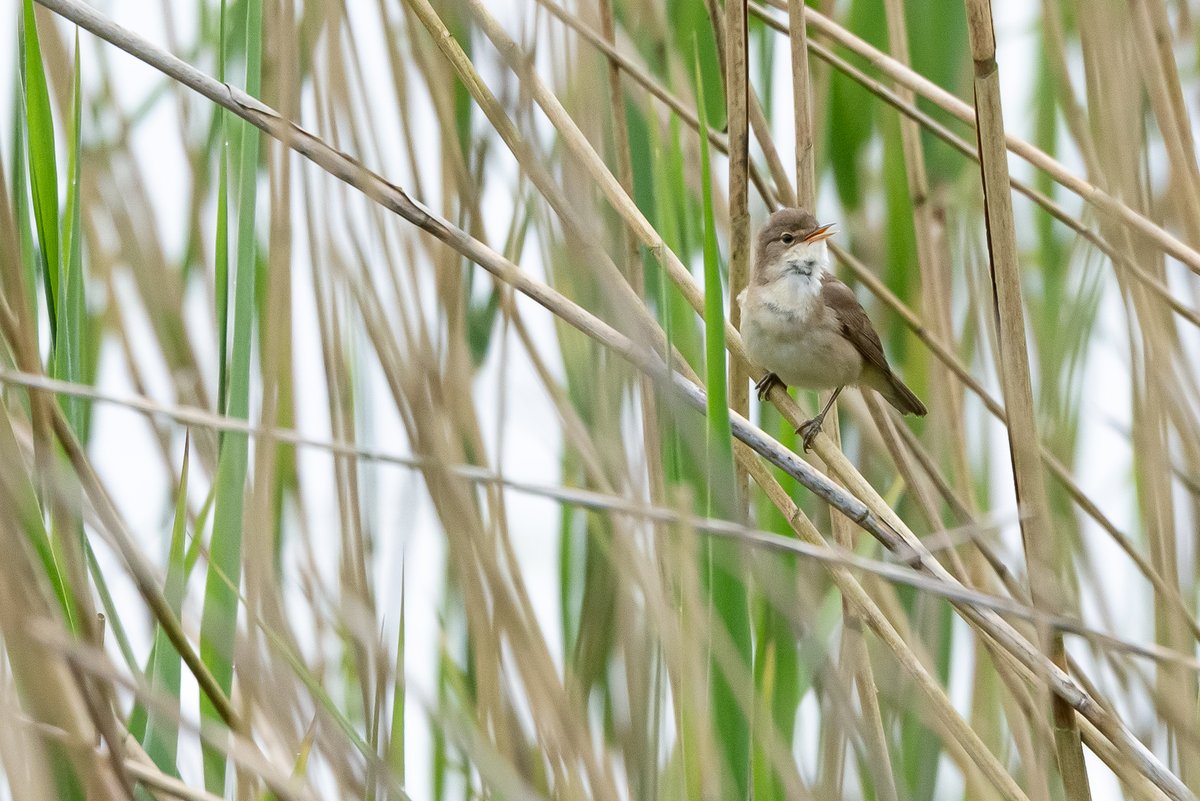 Got to lead tonight with my best capture of a reed warbler! Getting up early on Bank Holiday Monday was worth it #ParcTredelerch #WildCardiffHour
