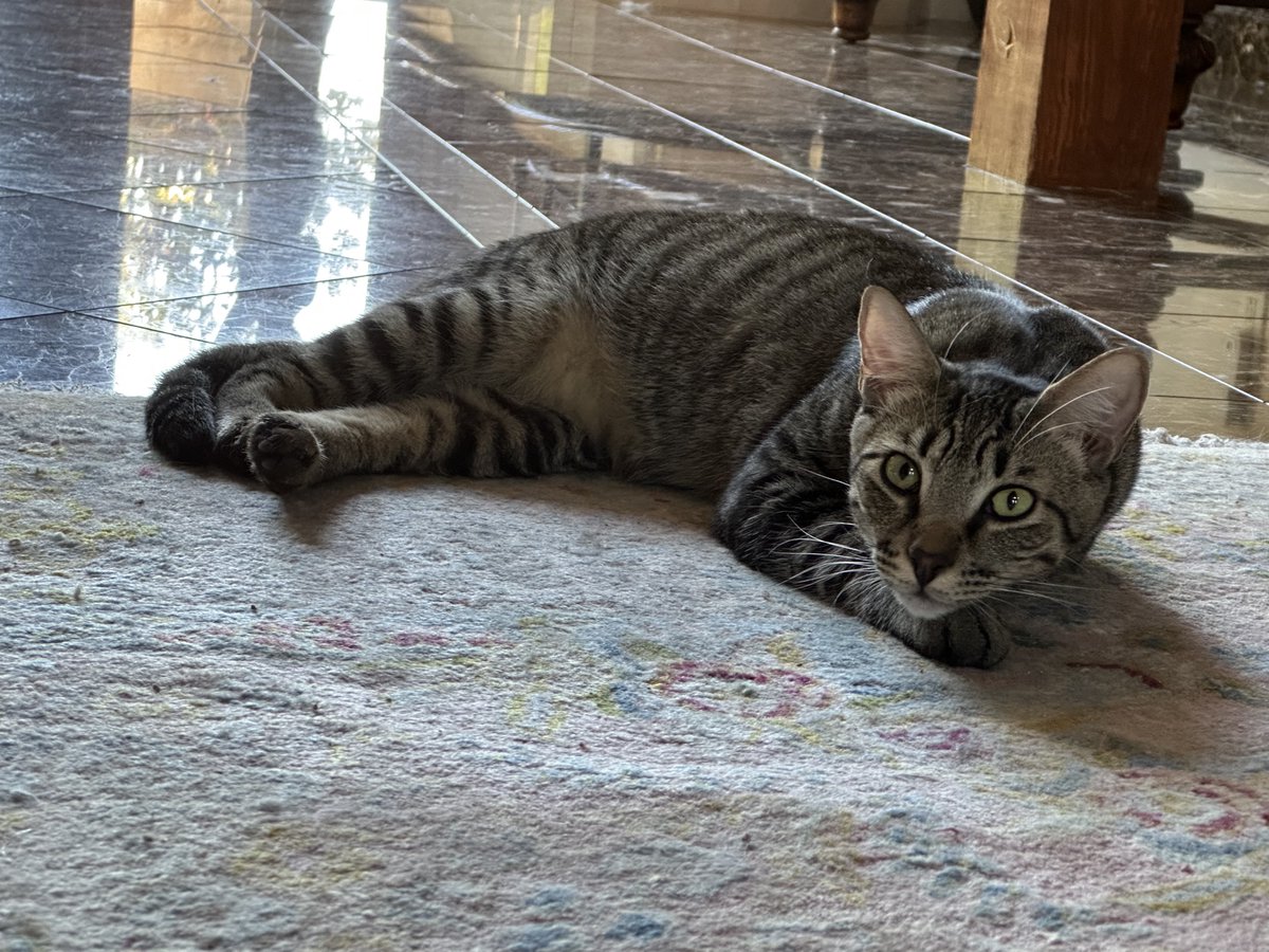 #Acampo, CA - #SanJoaquin County: Hi, my name is REGENT. I’ve been waiting for my forever home since Jan 2023. I have a cute, expressive face, and extra long whiskers! I’m very friendly & playful, affectionate & love laps... adoptrescuecatsinca.com 

#forgottensoulshour #US #cats